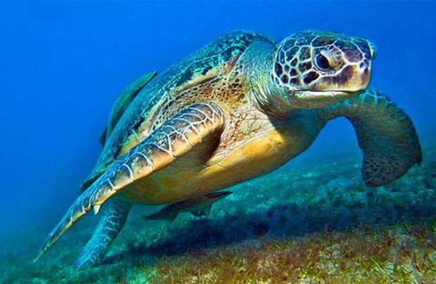 Thành lập trạm cứu hộ rùa biển tại Khánh Hòa